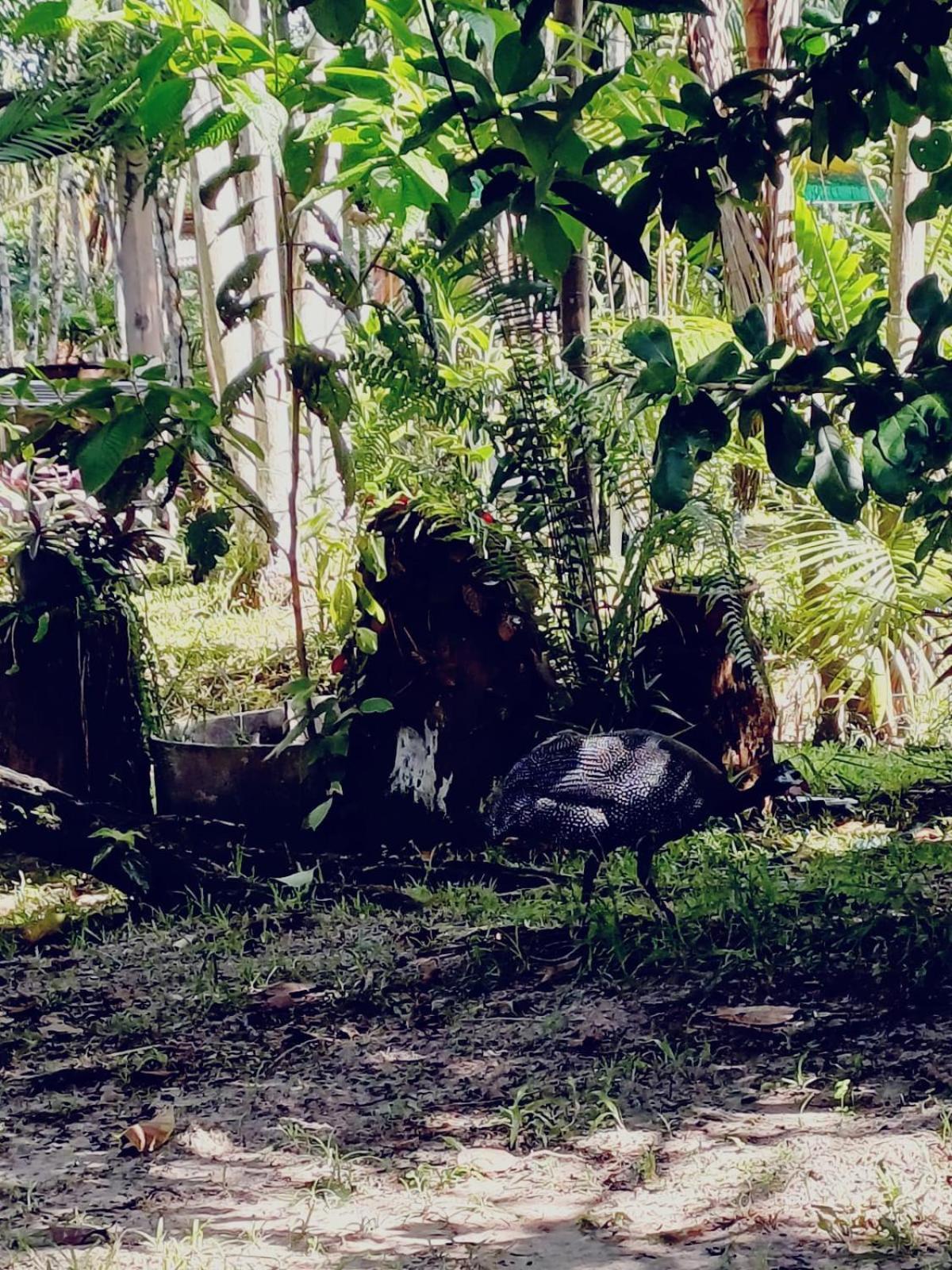 Eco Sitio O Labirinto Do Fauno Hotel Mosqueiro  Bagian luar foto